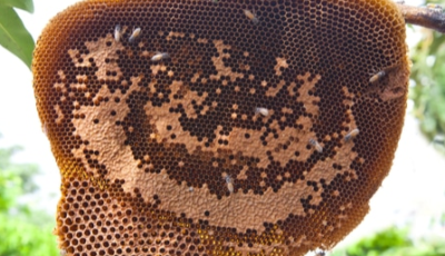 عسل miel الغابة السوداء و ما هو عسل الغابة السوداء؟ 