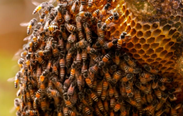 خلية نحل  والملكة العامة المركزية لتكاثر النحل