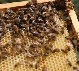 خلية نحل العسل و مقادير عجينة خلية النحل