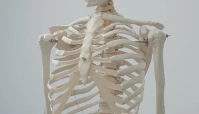 أنواع العظام في الفقاريات os خصائص الفقريات
